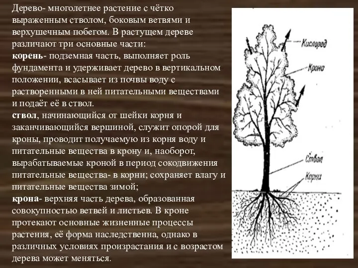 Дерево- многолетнее растение с чётко выраженным стволом, боковым ветвями и верхушечным