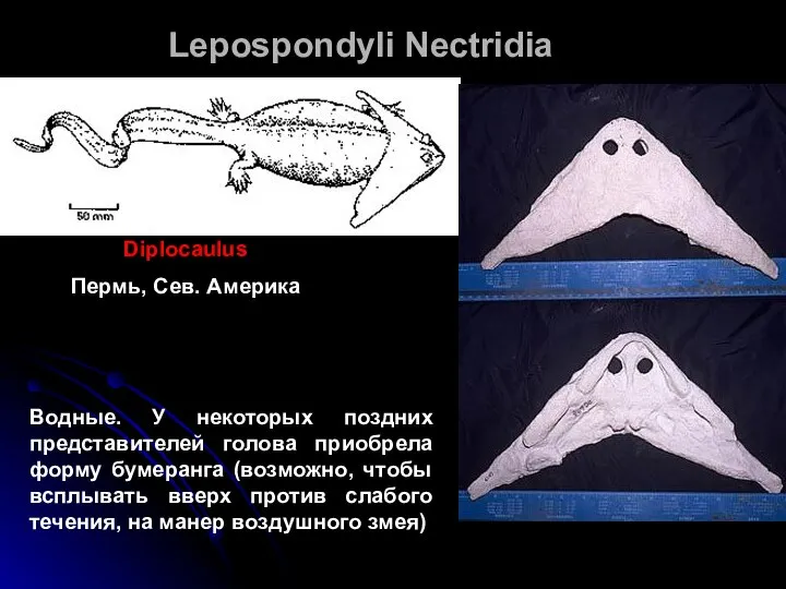 Lepospondyli Nectridia Diplocaulus Пермь, Сев. Америка Водные. У некоторых поздних представителей