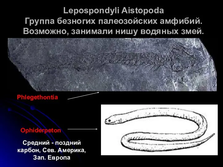 Lepospondyli Aistopoda Группа безногих палеозойских амфибий. Возможно, занимали нишу водяных змей.