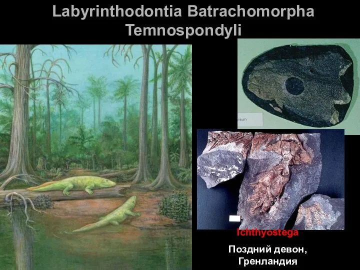 Labyrinthodontia Batrachomorpha Temnospondyli Ichthyostega Поздний девон, Гренландия