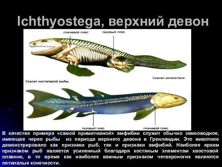 Ichthyostegа, верхний девон В качестве примера «самой примитивной» амфибии служит обычно