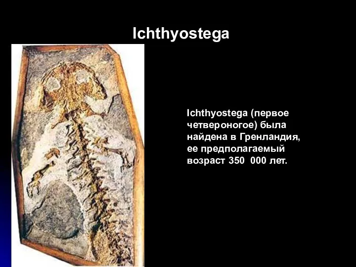 Ichthyostega Ichthyostega (первое четвероногое) была найдена в Гренландия, ее предполагаемый возраст 350 000 лет.