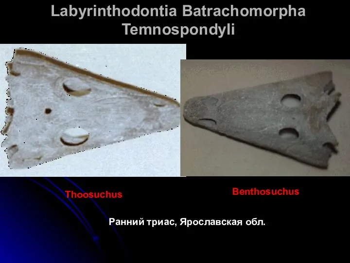 Labyrinthodontia Batrachomorpha Temnospondyli Thoosuchus Benthosuchus Ранний триас, Ярославская обл.