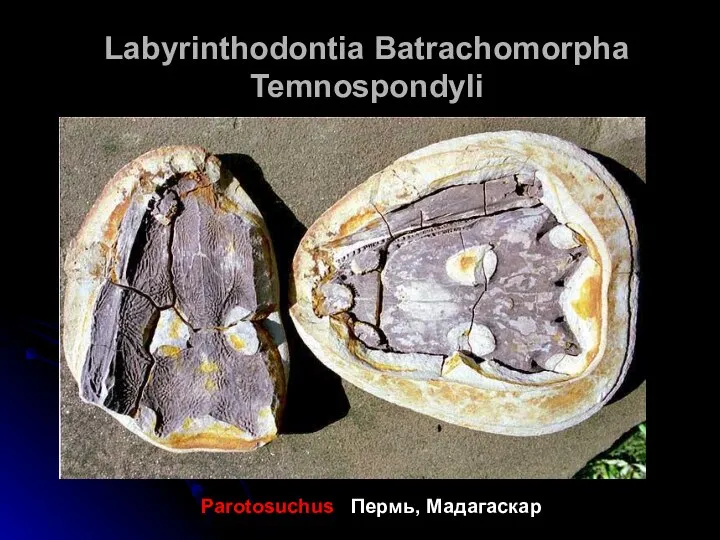 Labyrinthodontia Batrachomorpha Temnospondyli Parotosuchus Пермь, Мадагаскар