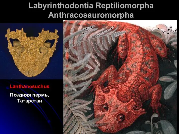 Labyrinthodontia Reptiliomorpha Anthracosauromorpha Lanthanosuchus Поздняя пермь, Татарстан