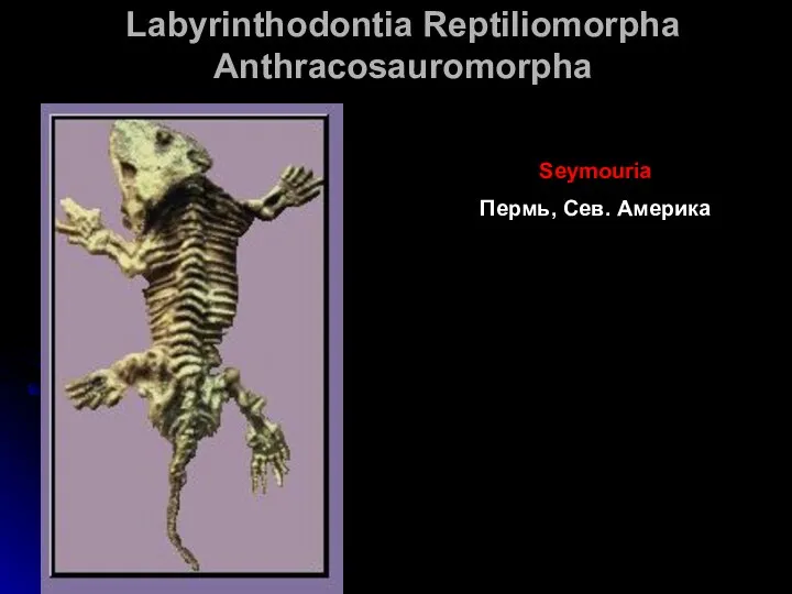 Labyrinthodontia Reptiliomorpha Anthracosauromorpha Seymouria Пермь, Сев. Америка