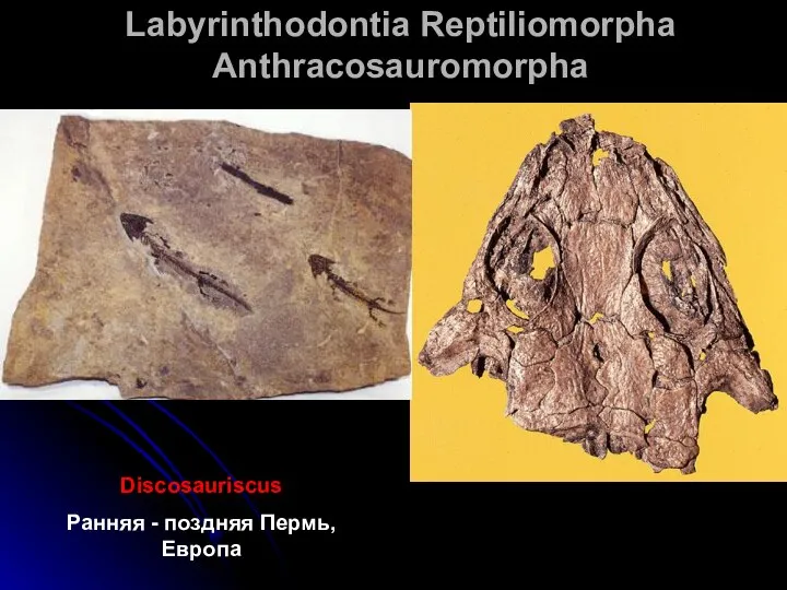 Labyrinthodontia Reptiliomorpha Anthracosauromorpha Discosauriscus Ранняя - поздняя Пермь, Европа