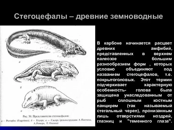 Стегоцефалы – древние земноводные В карбоне начинается расцвет древних амфибий, представленных