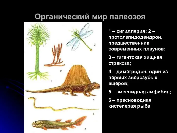 Органический мир палеозоя 1 – сигиллярия; 2 – протолепидодендрон, предшественник современных