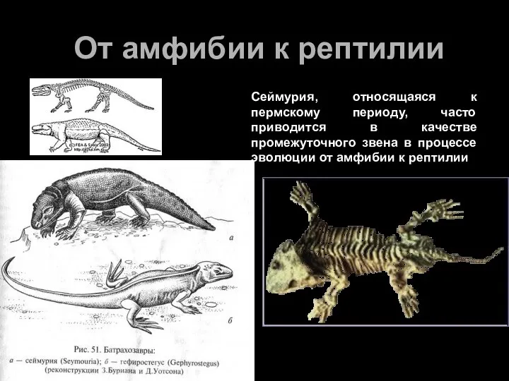 От амфибии к рептилии Сеймурия, относящаяся к пермскому периоду, часто приводится
