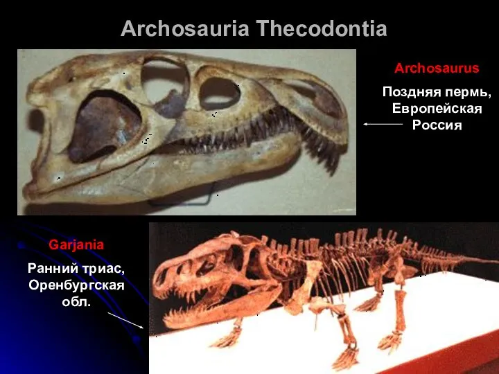 Archosauria Thecodontia Archosaurus Поздняя пермь, Европейская Россия Garjania Ранний триас, Оренбургская обл.