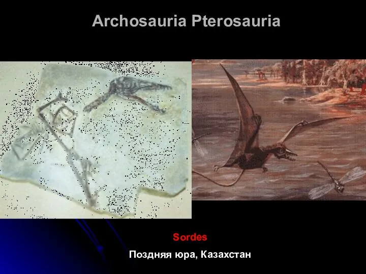 Archosauria Pterosauria Sordes Поздняя юра, Казахстан