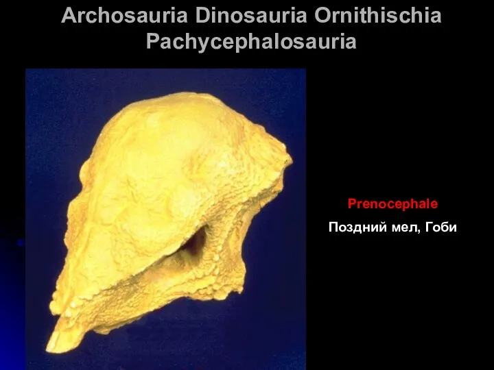 Archosauria Dinosauria Ornithischia Pachycephalosauria Prenocephale Поздний мел, Гоби