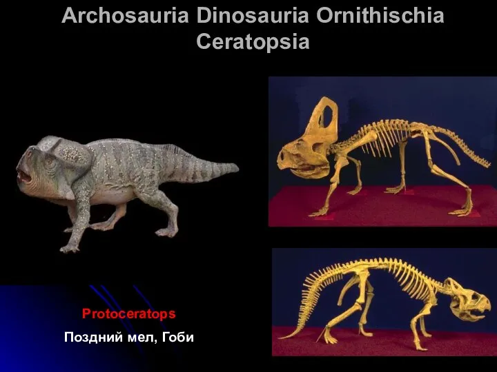 Archosauria Dinosauria Ornithischia Ceratopsia Protoceratops Поздний мел, Гоби