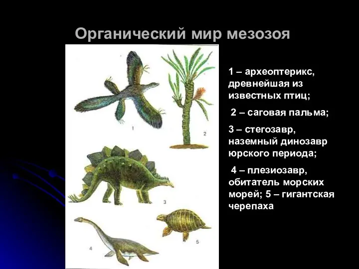Органический мир мезозоя 1 – археоптерикс, древнейшая из известных птиц; 2