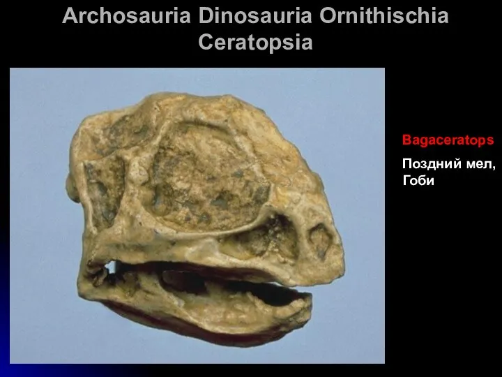 Archosauria Dinosauria Ornithischia Ceratopsia Bagaceratops Поздний мел, Гоби