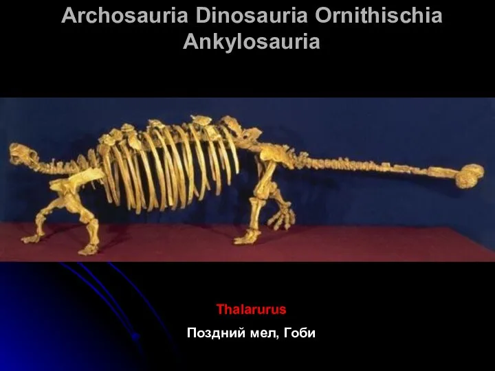 Archosauria Dinosauria Ornithischia Ankylosauria Thalarurus Поздний мел, Гоби