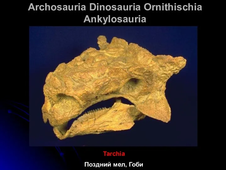 Archosauria Dinosauria Ornithischia Ankylosauria Tarchia Поздний мел, Гоби
