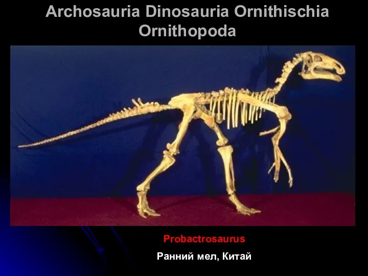 Archosauria Dinosauria Ornithischia Ornithopoda Probactrosaurus Ранний мел, Китай