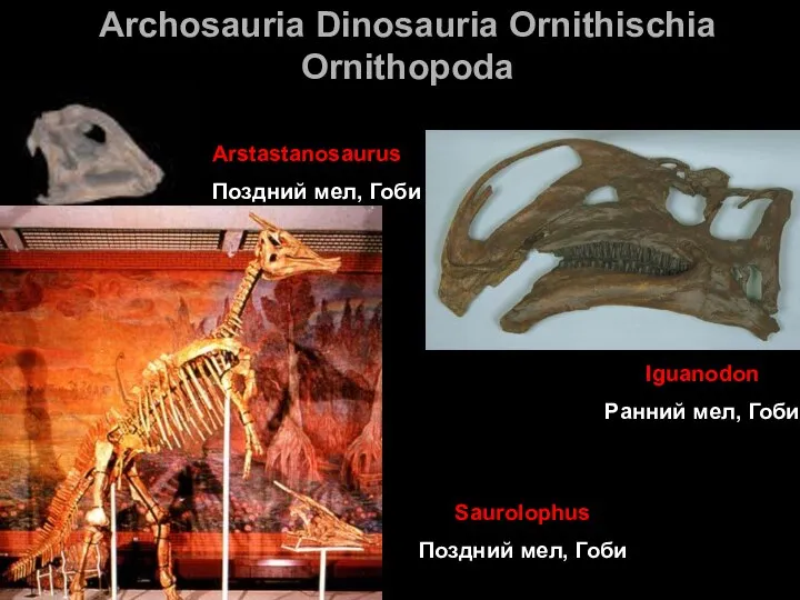 Archosauria Dinosauria Ornithischia Ornithopoda Arstastanosaurus Поздний мел, Гоби Iguanodon Ранний мел, Гоби Saurolophus Поздний мел, Гоби