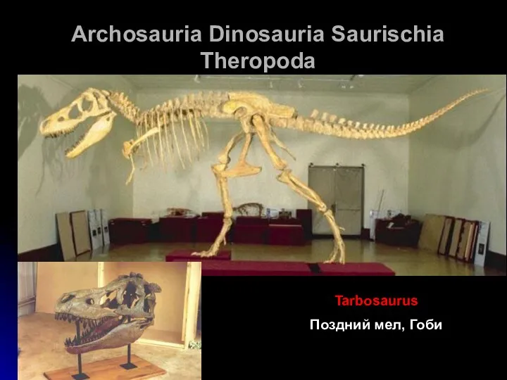 Archosauria Dinosauria Saurischia Theropoda Tarbosaurus Поздний мел, Гоби