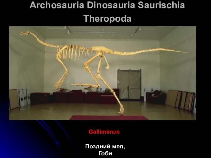 Archosauria Dinosauria Saurischia Theropoda Gallimimus Поздний мел, Гоби