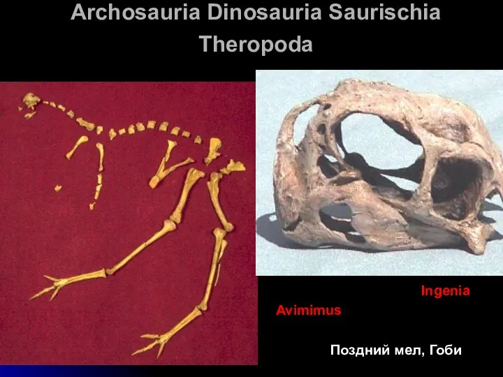 Archosauria Dinosauria Saurischia Theropoda Avimimus Ingenia Поздний мел, Гоби