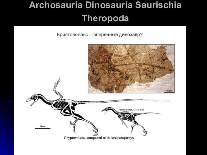 Archosauria Dinosauria Saurischia Theropoda