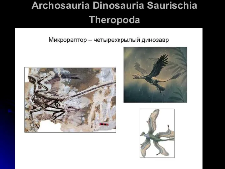 Archosauria Dinosauria Saurischia Theropoda