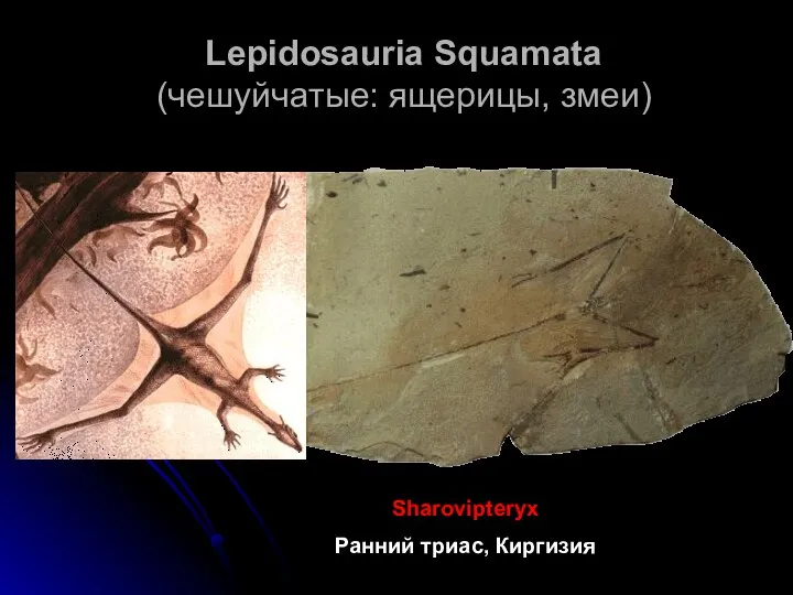 Lepidosauria Squamata (чешуйчатые: ящерицы, змеи) Sharovipteryx Ранний триас, Киргизия
