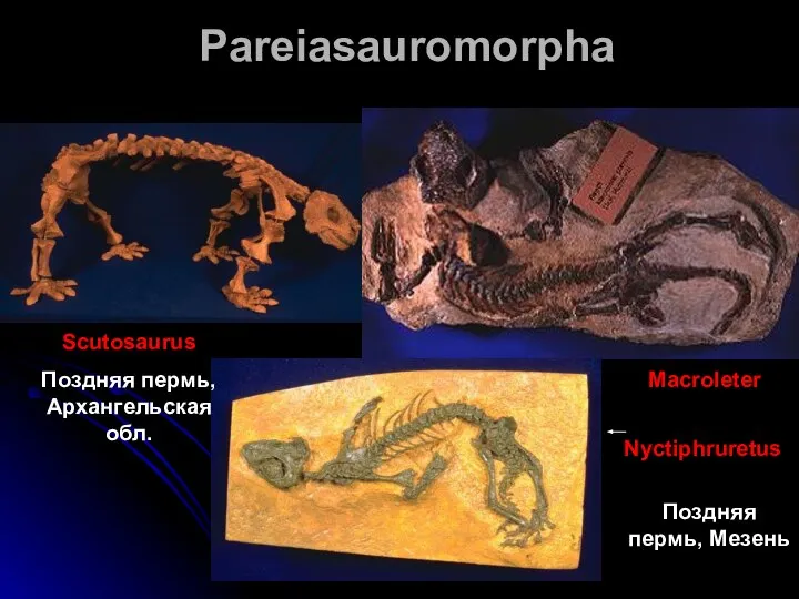 Pareiasauromorpha Scutosaurus Поздняя пермь, Архангельская обл. Macroleter Nyctiphruretus Поздняя пермь, Мезень