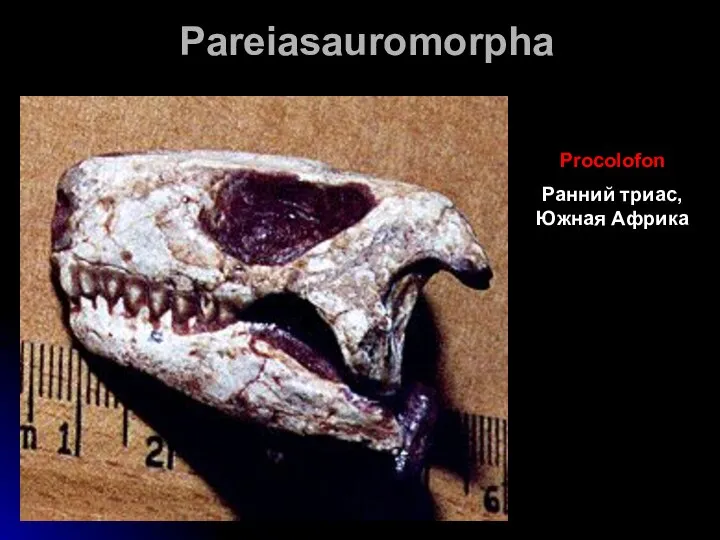 Pareiasauromorpha Procolofon Ранний триас, Южная Африка