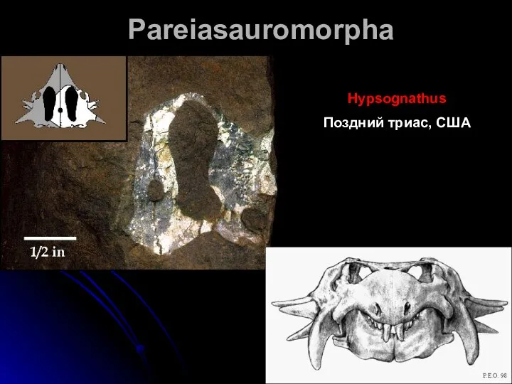 Pareiasauromorpha Hypsognathus Поздний триас, США