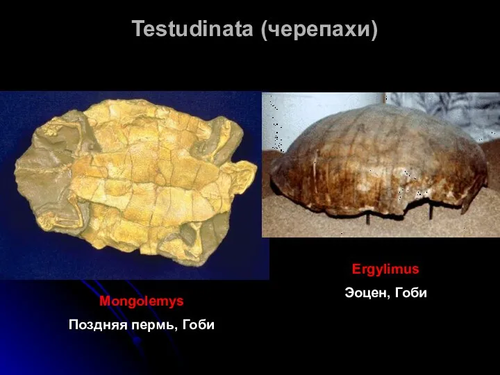 Testudinata (черепахи) Mongolemys Поздняя пермь, Гоби Ergylimus Эоцен, Гоби