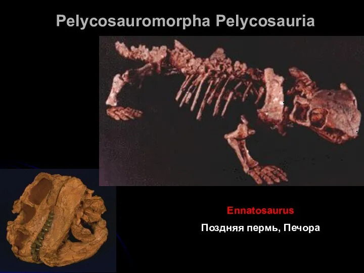 Pelycosauromorpha Pelycosauria Ennatosaurus Поздняя пермь, Печора