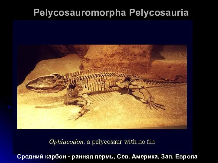 Pelycosauromorpha Pelycosauria Средний карбон - ранняя пермь, Сев. Америка, Зап. Европа