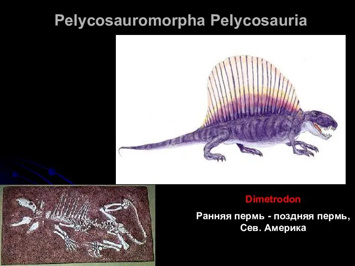 Pelycosauromorpha Pelycosauria Dimetrodon Ранняя пермь - поздняя пермь, Сев. Америка