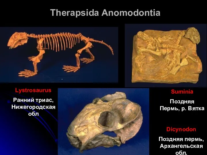 Therapsida Anomodontia Suminia Поздняя Пермь, р. Вятка Lystrosaurus Ранний триас, Нижегородская