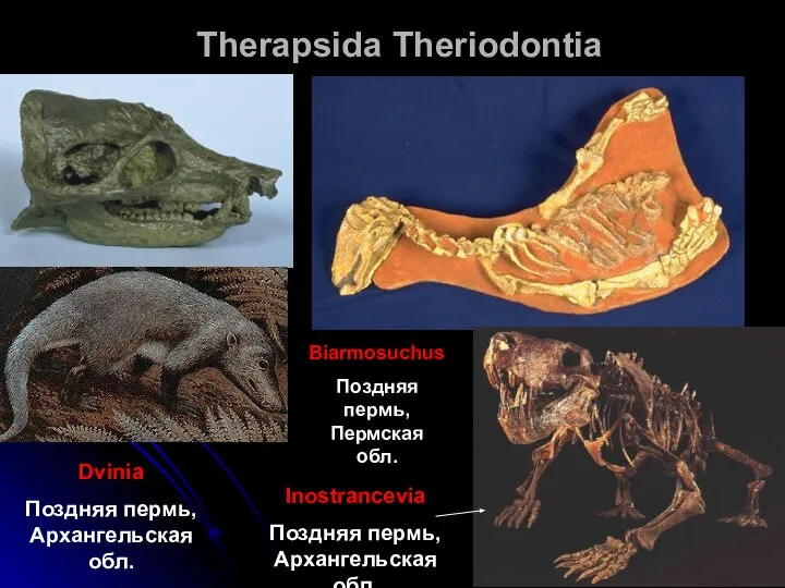 Therapsida Theriodontia Dvinia Поздняя пермь, Архангельская обл. Biarmosuchus Поздняя пермь, Пермская