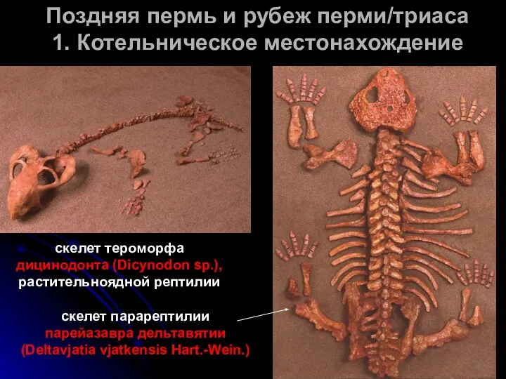 Поздняя пермь и рубеж перми/триаса 1. Котельническое местонахождение скелет тероморфа дицинодонта