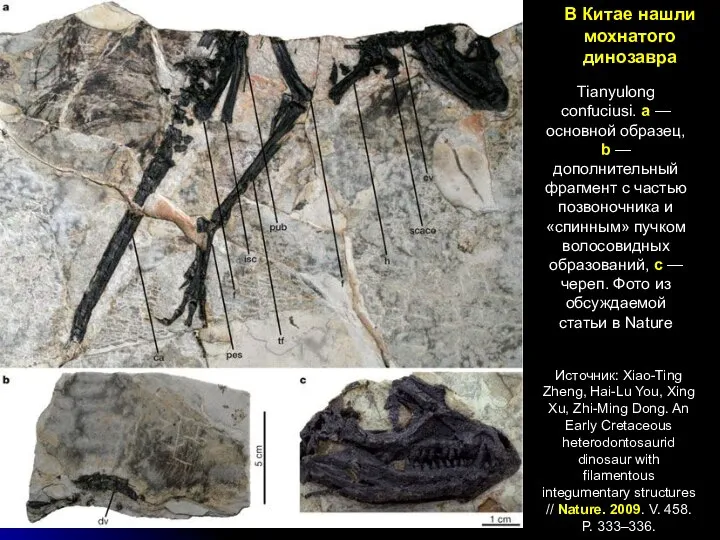 В Китае нашли мохнатого динозавра Tianyulong confuciusi. a — основной образец,