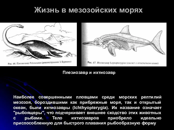 Жизнь в мезозойских морях Наиболее совершенными пловцами среди морских рептилий мезозоя,