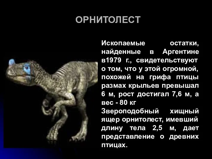 ОРНИТОЛЕСТ Ископаемые остатки, найденные в Аргентине в1979 г., свидетельствуют о том,