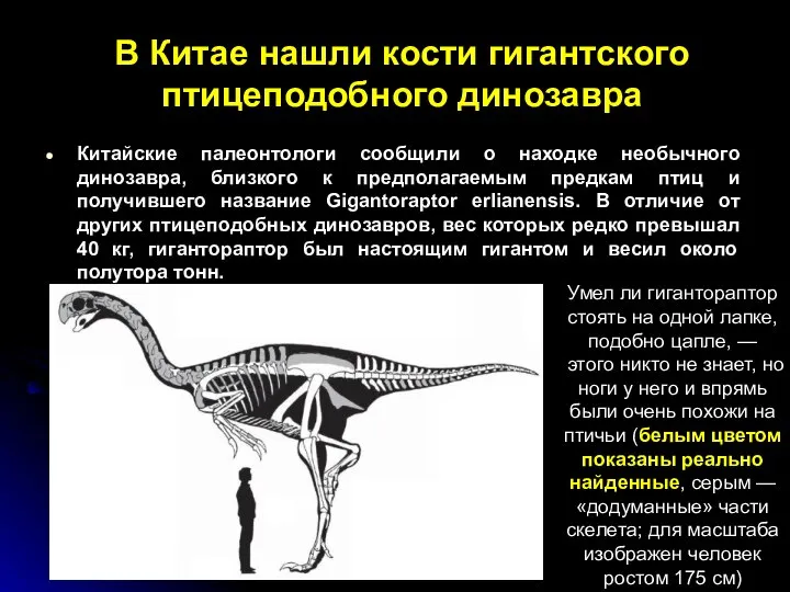 В Китае нашли кости гигантского птицеподобного динозавра Китайские палеонтологи сообщили о