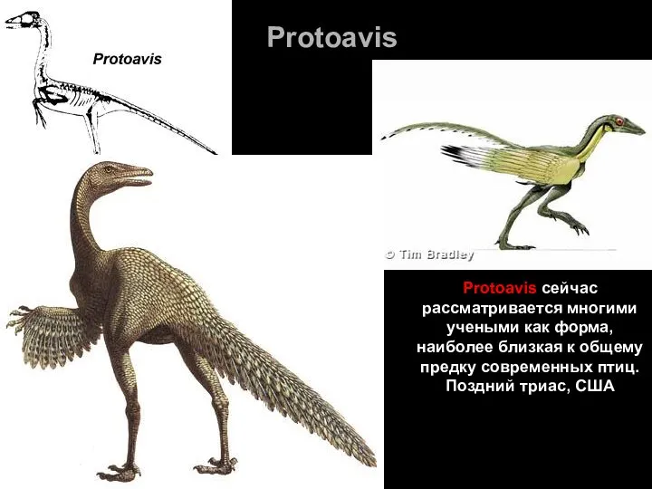 Protoavis Protoavis сейчас рассматривается многими учеными как форма, наиболее близкая к