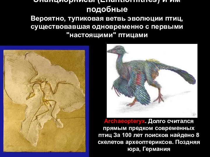 Энанциорнисы (Enantiornithes) и им подобные Вероятно, тупиковая ветвь эволюции птиц, существовавшая