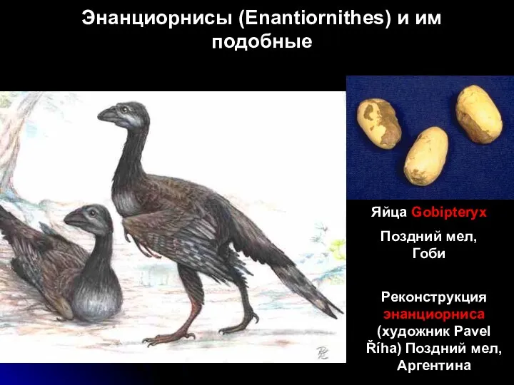 Энанциорнисы (Enantiornithes) и им подобные Реконструкция энанциорниса (художник Pavel Říha) Поздний