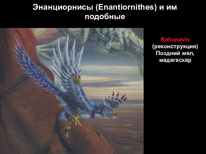 Энанциорнисы (Enantiornithes) и им подобные Rahonavis (реконструкция)Поздний мел, мадагаскар