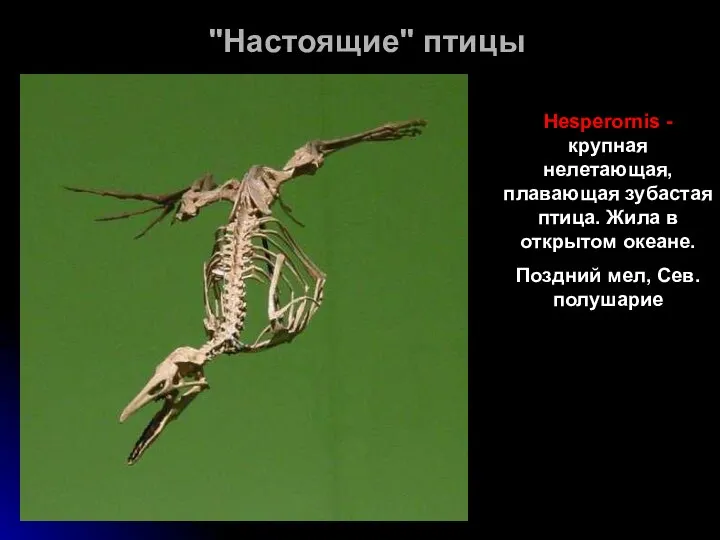 "Настоящие" птицы Hesperornis - крупная нелетающая, плавающая зубастая птица. Жила в