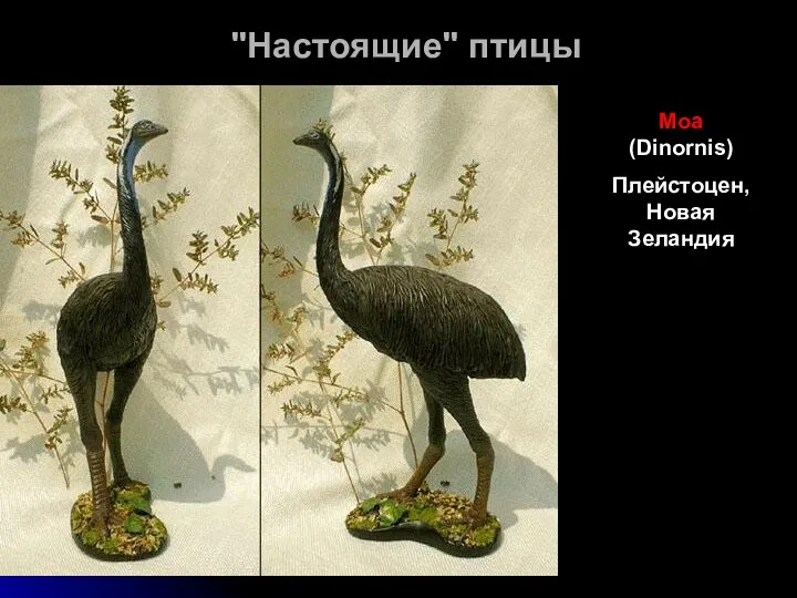 "Настоящие" птицы Моа (Dinornis) Плейстоцен, Новая Зеландия